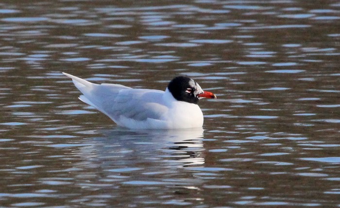 Mediterranean Gull