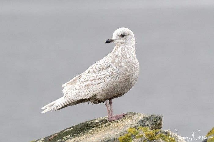 Iceland Gull
