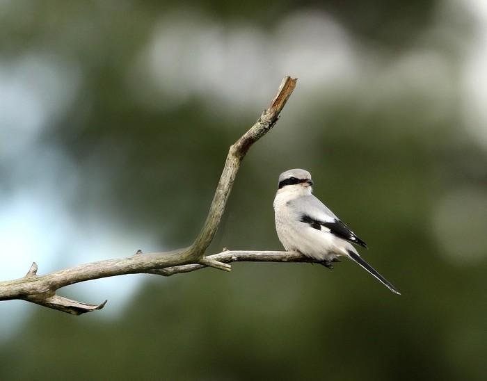 Great Grey Shrike