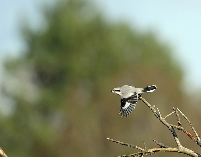 Great Grey Shrike