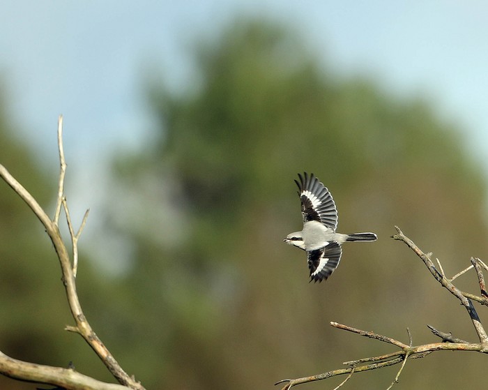 Great Grey Shrike