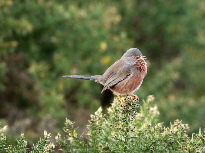 Dartford Warbler