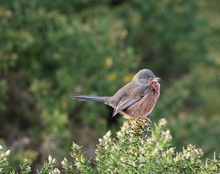 Dartford Warbler