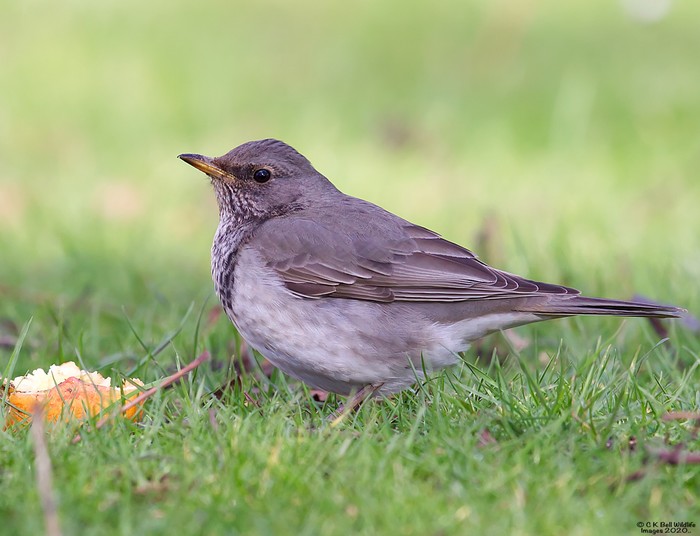 Black-throated Thrush