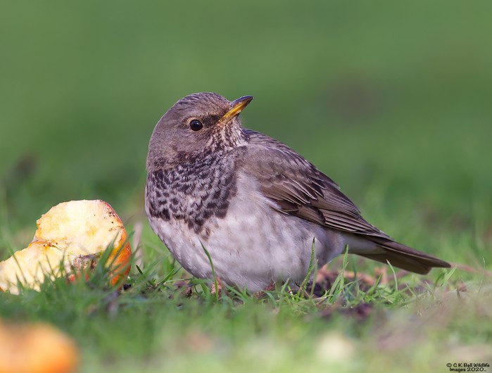 Black-throated Thrush