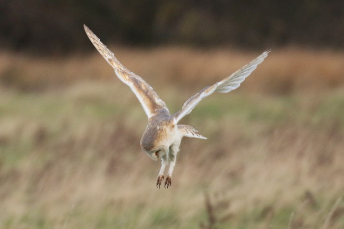Barn Owl