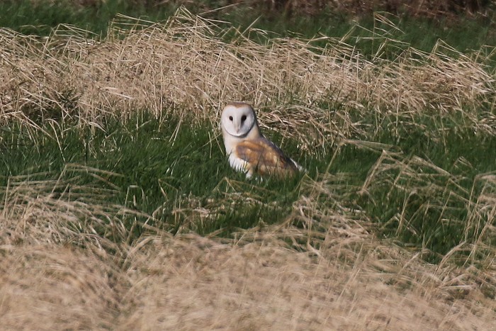 Barn Owl