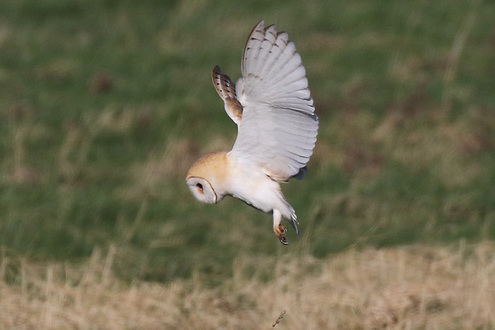 Barn Owl