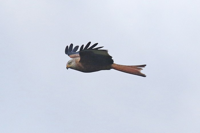 Red Kite