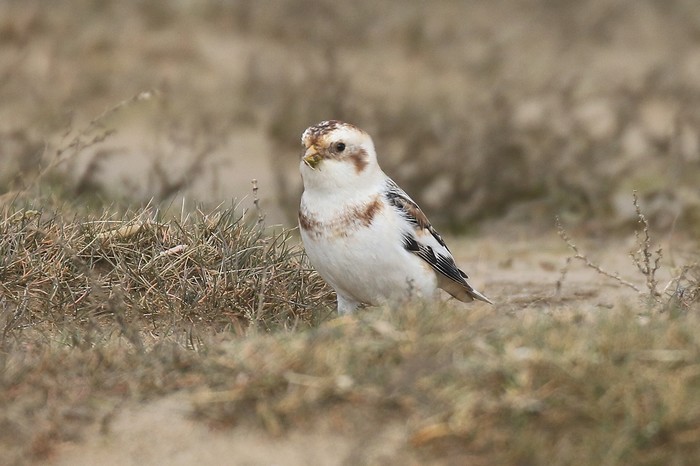 Snow Bunting
