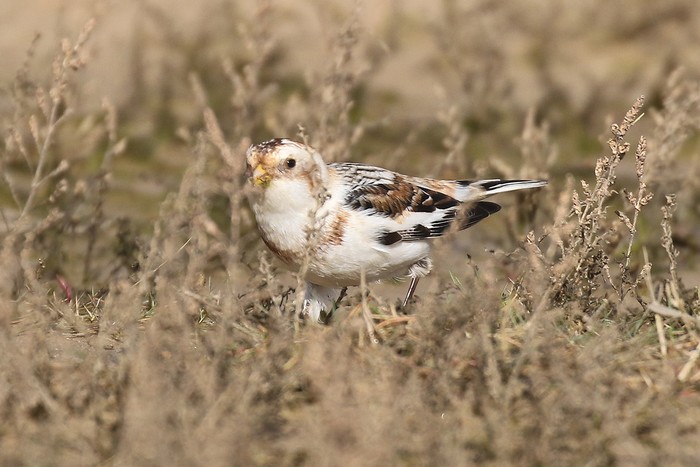 Snow Bunting