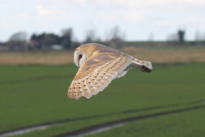 Barn Owl