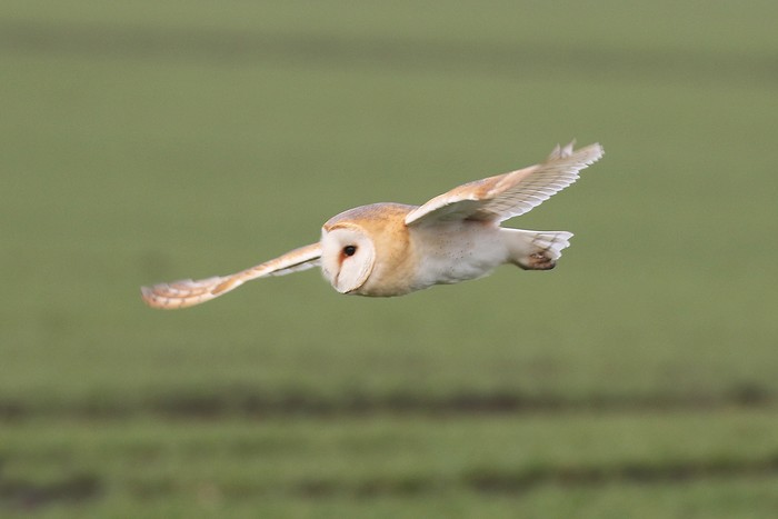 Barn Owl