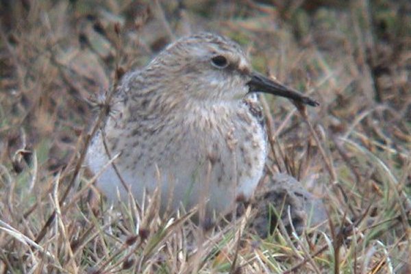 Baird's Sandpiper