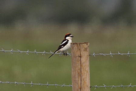 Woodchat Shrike