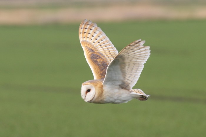 Barn Owl