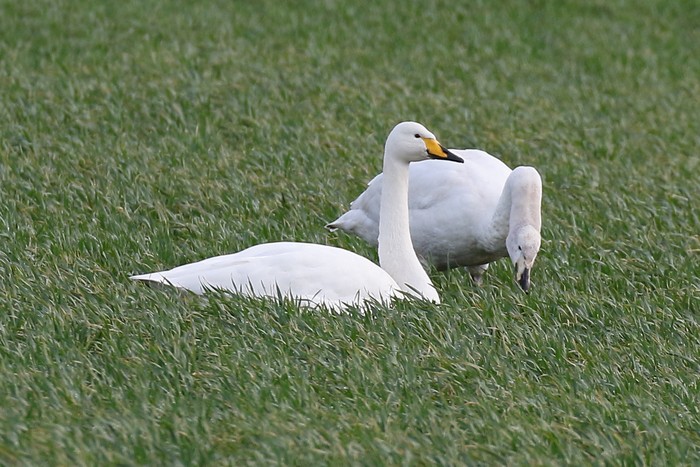 Whooper Swan
