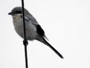 Great Grey Shrike