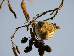 Siskin