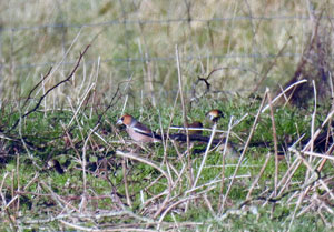 Hawfinch