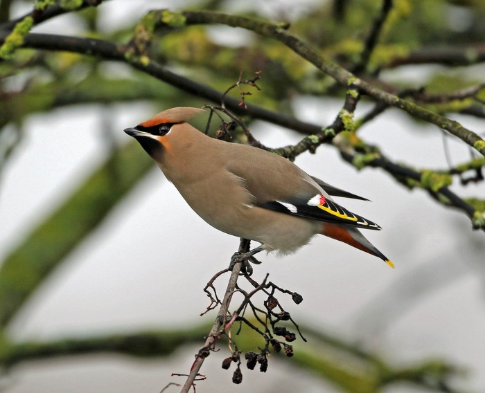Waxwing