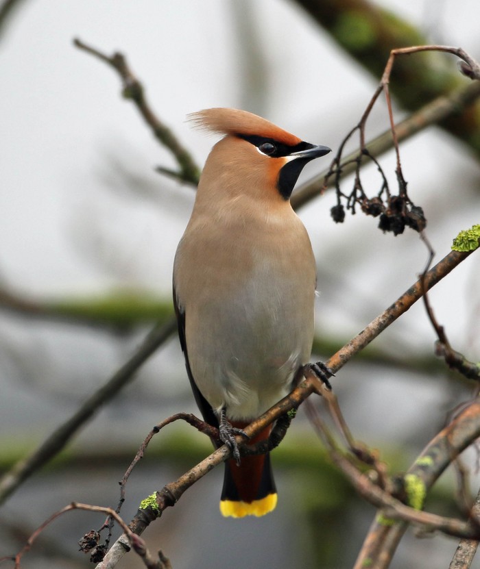 Waxwing