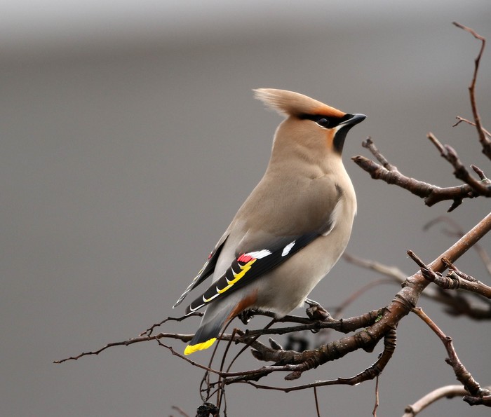Waxwing