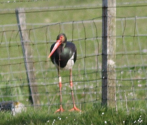 Black Stork
