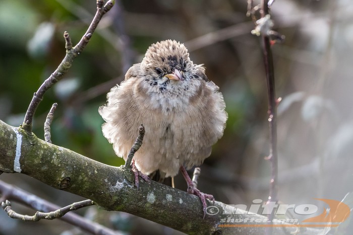 Rose-coloured Starling