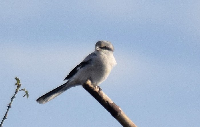 Great Grey Shrike