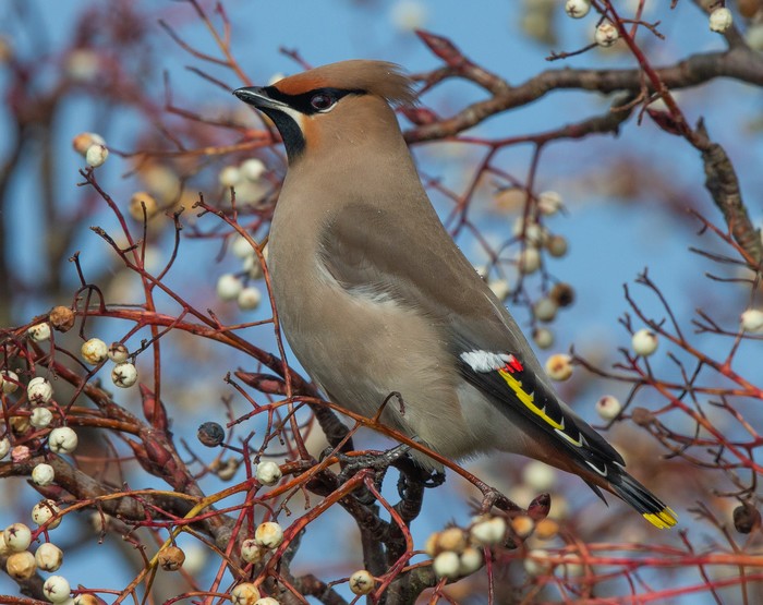 Waxwing