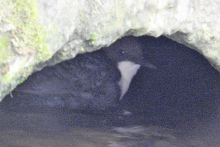 Black-bellied Dipper