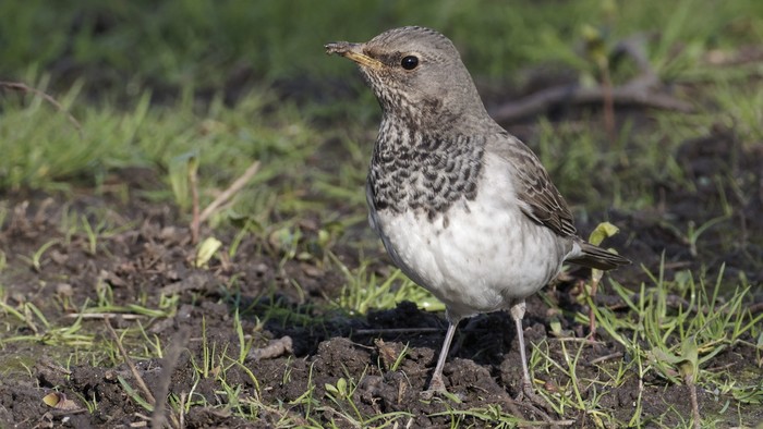 Black-throated Thrush