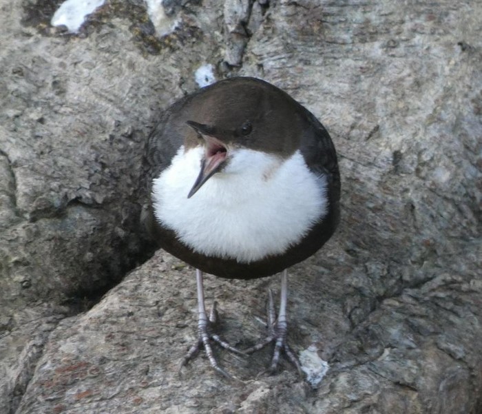 Black-bellied Dipper