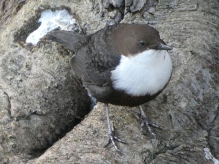 Black-bellied Dipper