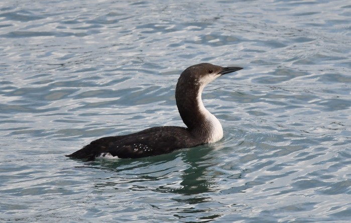 Black-throated Diver