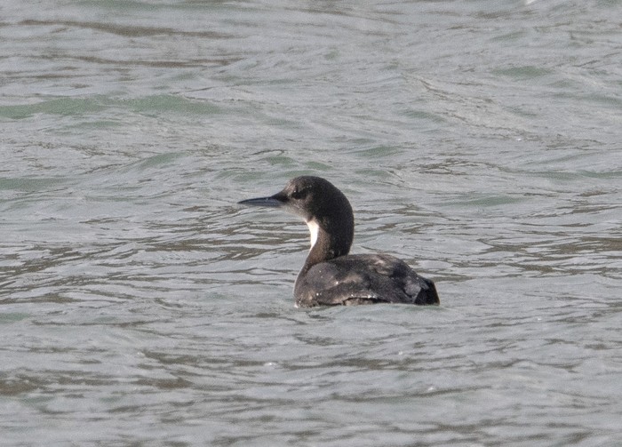 Pacific Diver