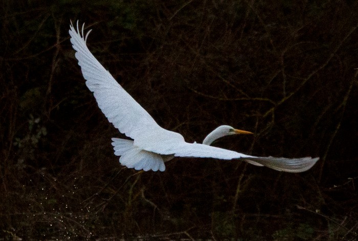 Great White Egret
