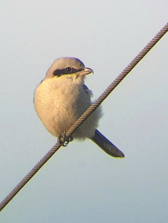 Great Grey Shrike