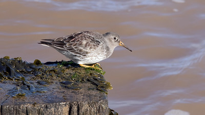 Purple Sandpiper