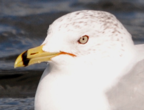 Ring-billed Gull 
