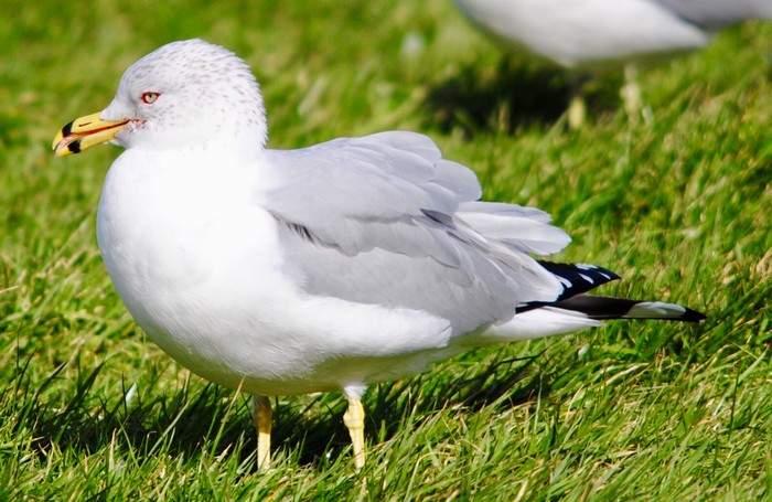 Ring-billed Gull 