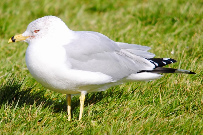 Ring-billed Gull 