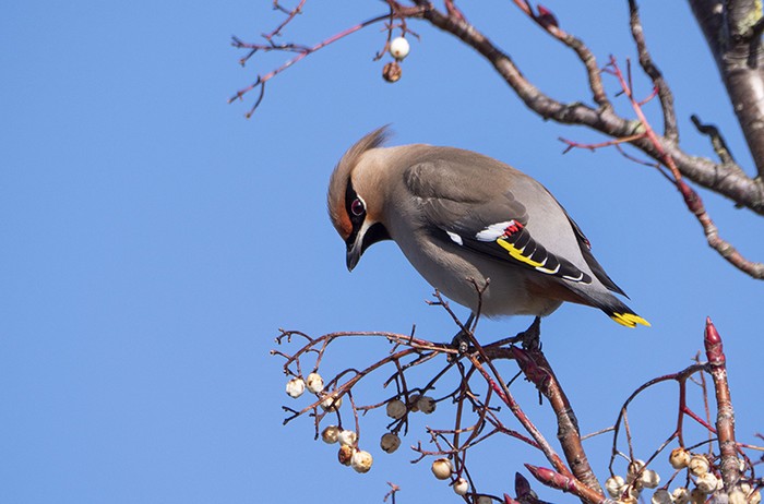 Waxwing