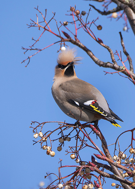 Waxwing