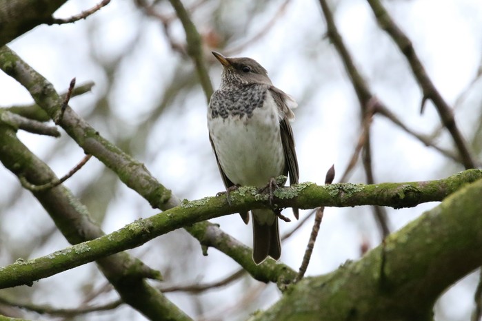 Black-throated Thrush