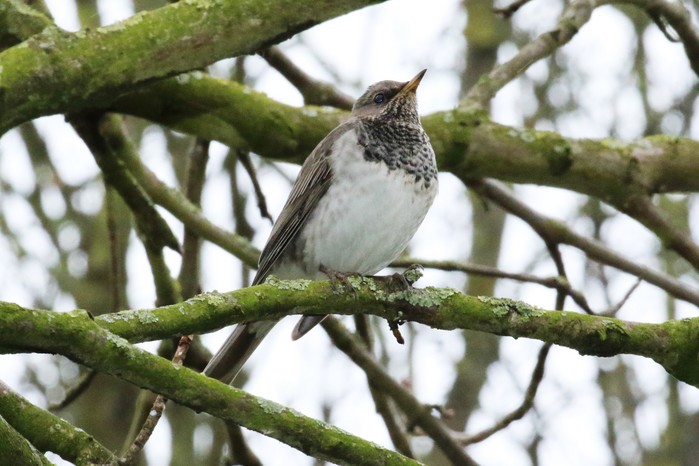 Black-throated Thrush
