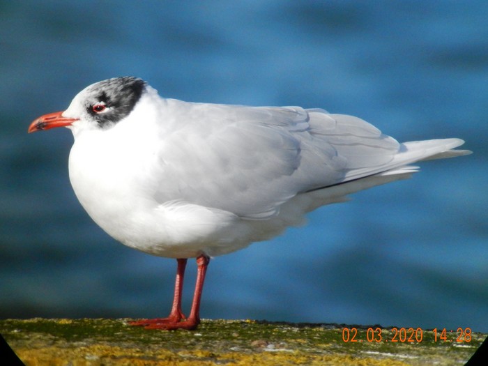 Mediterranean Gull