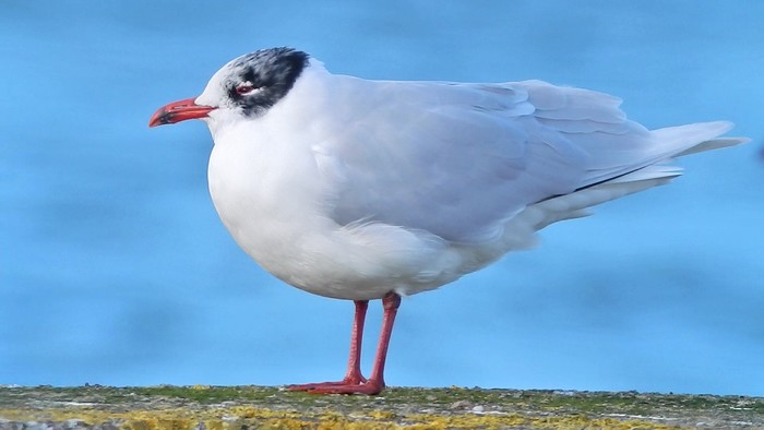 Mediterranean Gull