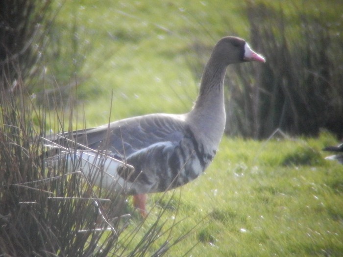 Russian White-fronted Goose